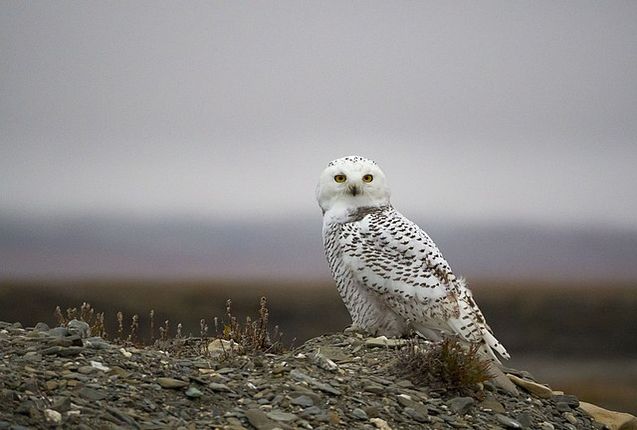 Богдан Булычев: я ответственный за романтику в Арктике